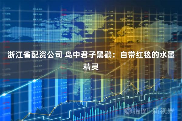 浙江省配资公司 鸟中君子黑鹳：自带红毯的水墨精灵
