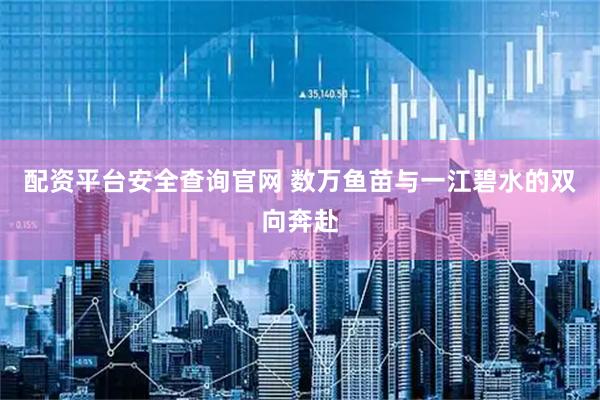 配资平台安全查询官网 数万鱼苗与一江碧水的双向奔赴